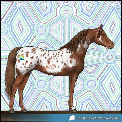 Horse Color:Chestnut Near Leopard 