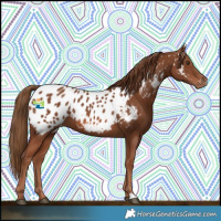 Horse Color:Chestnut Near Leopard 