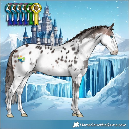 Horse Color:Brown Sabino Splash Near Leopard 
