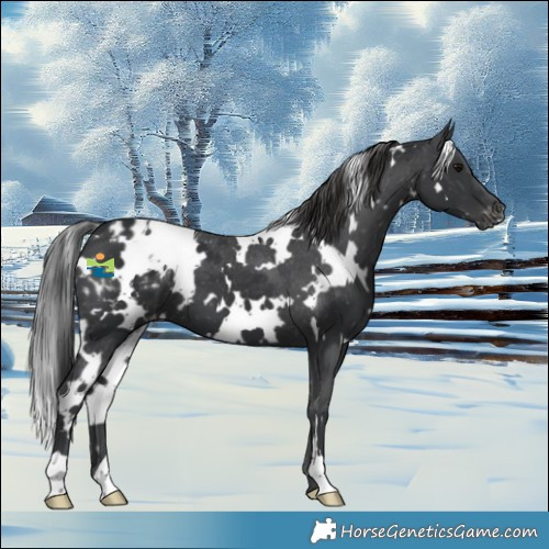 Horse Color:White Spotted Black Appaloosa 