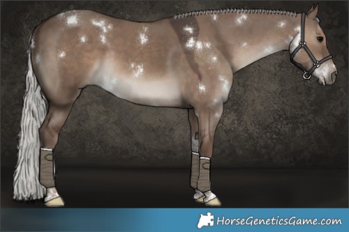 Horse Color:White Spotted Silver Grullo Tobiano Rabicano 