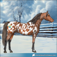 Horse Color:Bay Appaloosa 