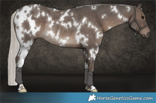 Horse Color:White Spotted Silver Black Rabicano