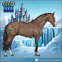 Horse Color:Liver Red Dun Sabino 