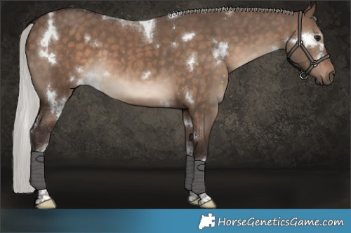 Horse Color:White Spotted Silver Brown Dun Tobiano 
