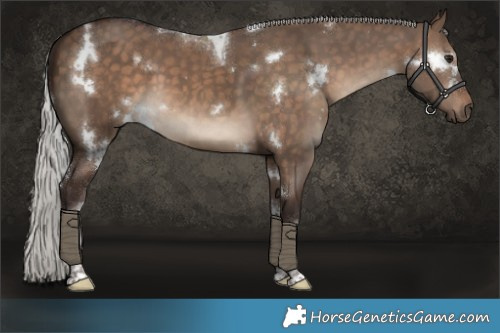 Horse Color:White Spotted Silver Brown Dun Tobiano 