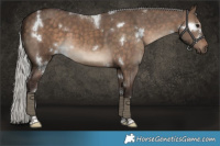 Horse Color:White Spotted Silver Brown Dun Tobiano