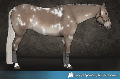 Horse Color:White Spotted Silver Grullo Tobiano Rabicano