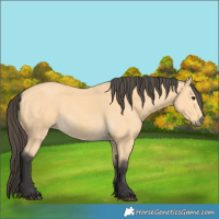 Horse Color:Buckskin
