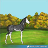 Horse Color:Black Sabino Splash Rabicano