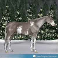 Horse Color:Silver Black Sabino 