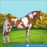 Horse Color:White Spotted Silver Bay 