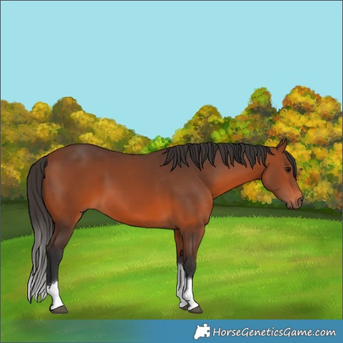 Horse Color:Bay Tobiano 