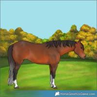 Horse Color:Bay Tobiano