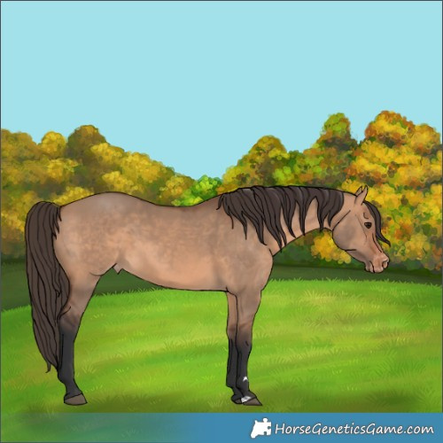 Horse Color:Bay Dun Appaloosa 