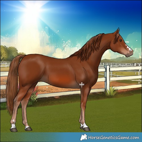 Horse Color:Chestnut 