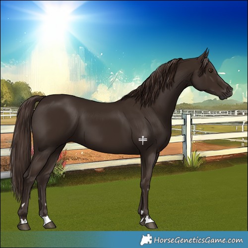 Horse Color:Liver Chestnut 