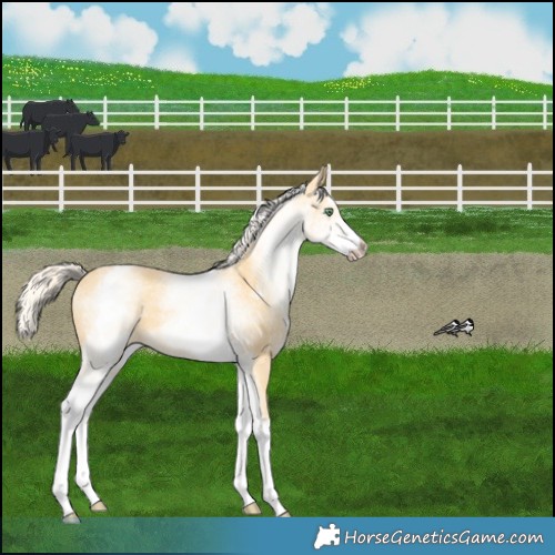 Horse Color:White Spotted Gold Cream Champagne 