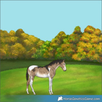 Horse Color:Gray Liver Red Dun Tobiano Brindle 