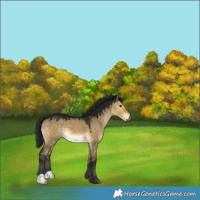 Horse Color:Gray Buckskin Dun