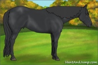 Horse Color:Black Sabino 