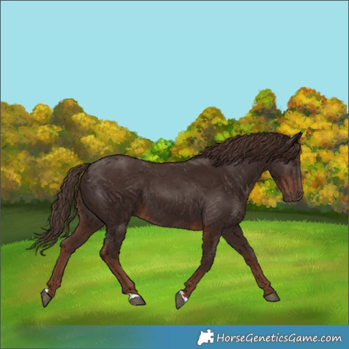 Horse Color:Liver Chestnut 