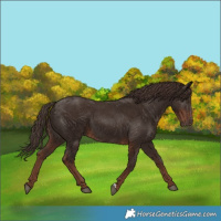 Horse Color:Liver Chestnut 