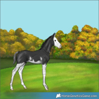 Horse Color:Black Sabino Splash