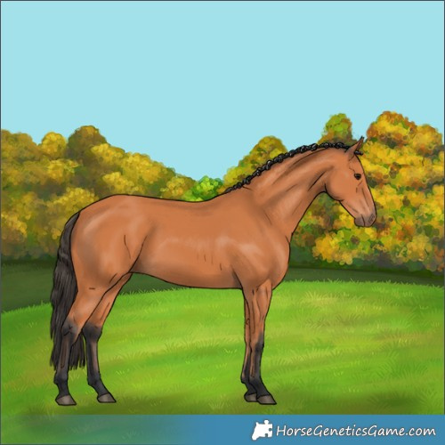 Horse Color:Bay 