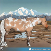 Horse Color:White Spotted Silver Bay Dun