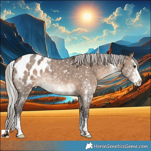 Horse Color:Silver Brown Dun Sabino Appaloosa
