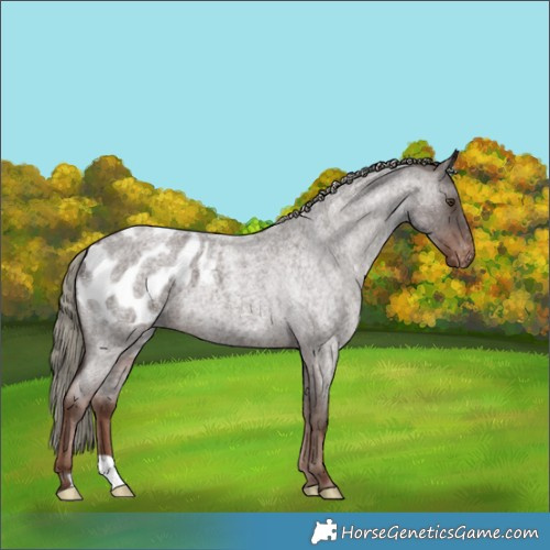 Horse Color:Liver Red Roan Mushroom Appaloosa 