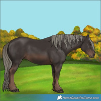 Horse Color:Liver Chestnut Mushroom