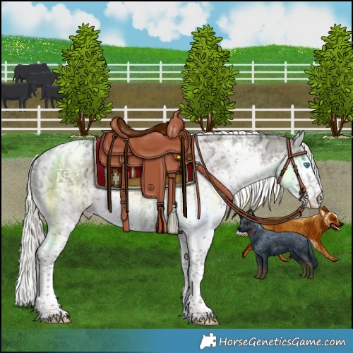 Horse Color:Liver Red Dun Ice Mushroom Splash Tobiano 