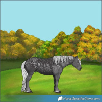 Horse Color:Silver Smoky Black Chinchilla 