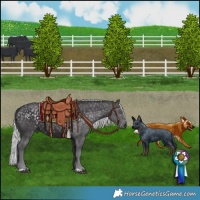 Horse Color:Silver Smoky Black Chinchilla 