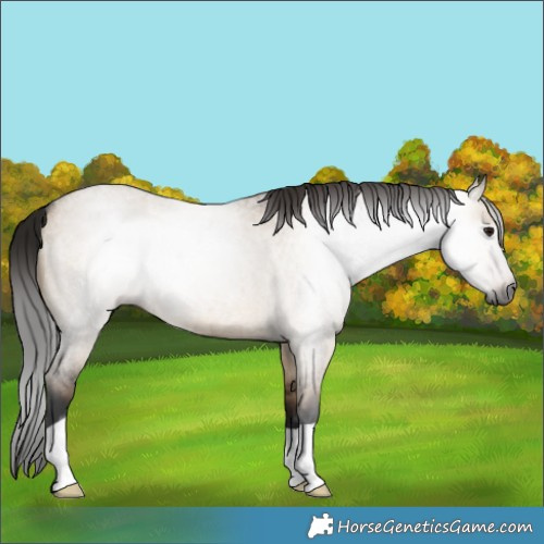 Horse Color:Gray Bay Roan Dun 