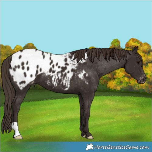 Horse Color:Liver Chestnut Appaloosa