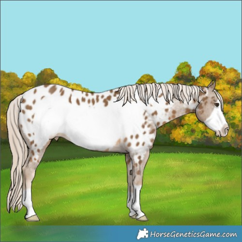 Horse Color:Chocolate Palomino Frame Appaloosa 