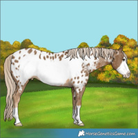 Horse Color:Chocolate Palomino Frame Appaloosa
