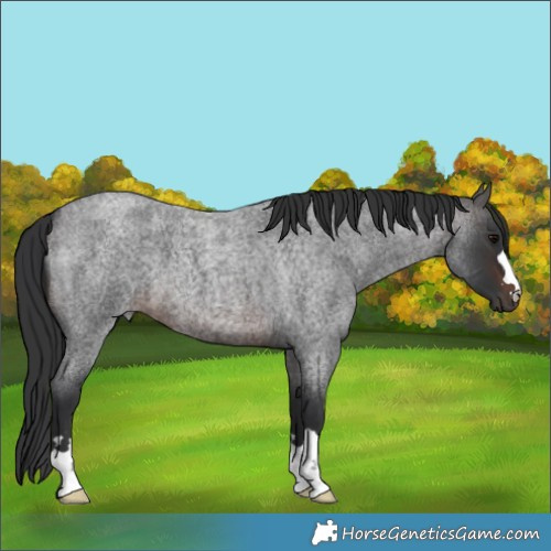 Horse Color:Brown Roan 
