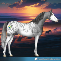 Horse Color:Blue Roan Splash Blanket Rabicano 