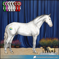 Horse Color:Buckskin Dun Appaloosa