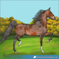 Horse Color:Bay Merle 