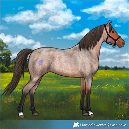 Horse Color:Bay Roan 