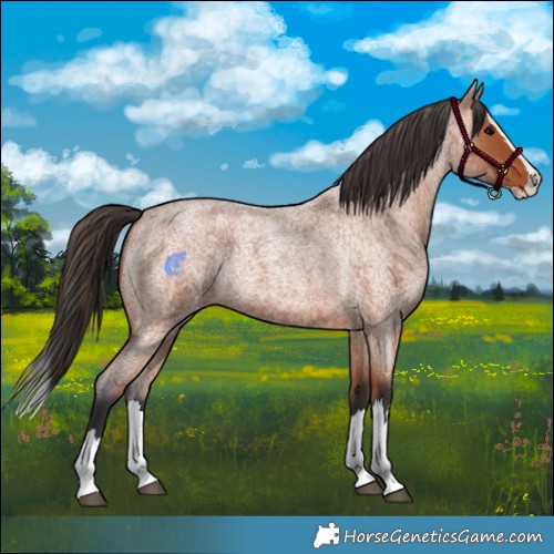 Horse Color:Bay Roan Splash 