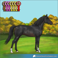 Horse Color:Brown 