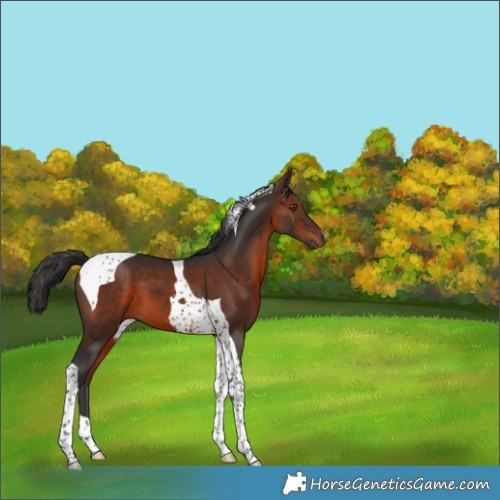 Horse Color:Brown Tobiano 