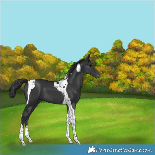 Horse Color:Black Tobiano Appaloosa 