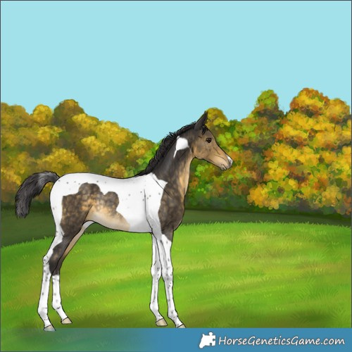 Horse Color:Buckskin Tobiano Rabicano